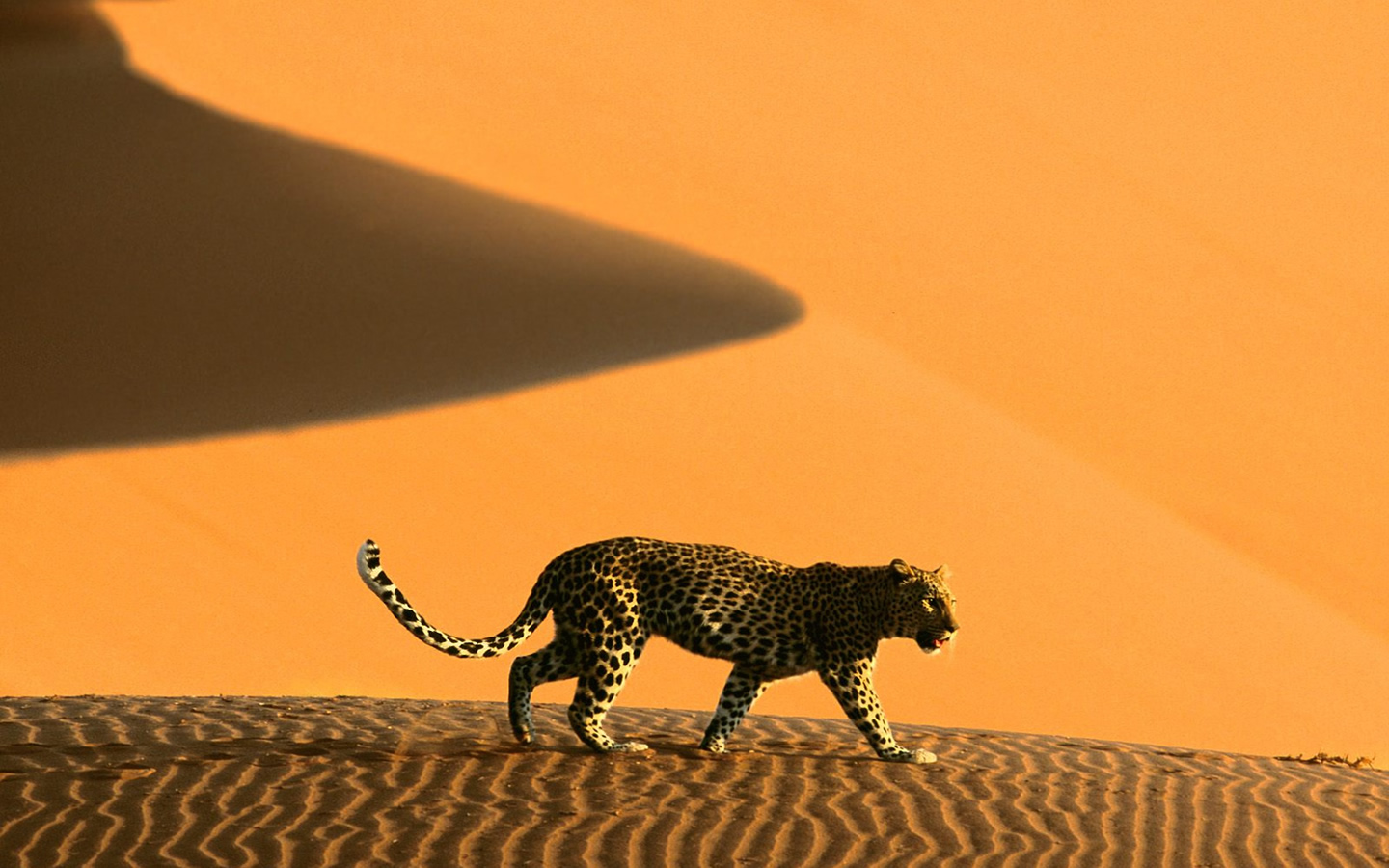 Wild Animals Windows Vista Desert Hd 352680 Wallpaper wallpaper