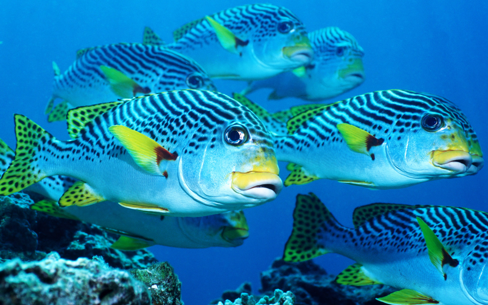 Underwater Fish Hd Wallpaper