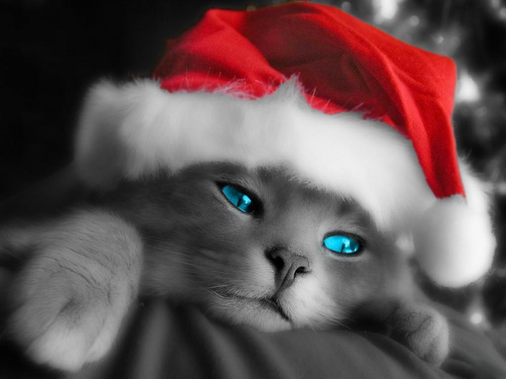Featured image of post Anime Kitten Christmas : Something amazing about christmas time is without a doubt, the christmas special episodes of all our favorite shows, that includes anime.