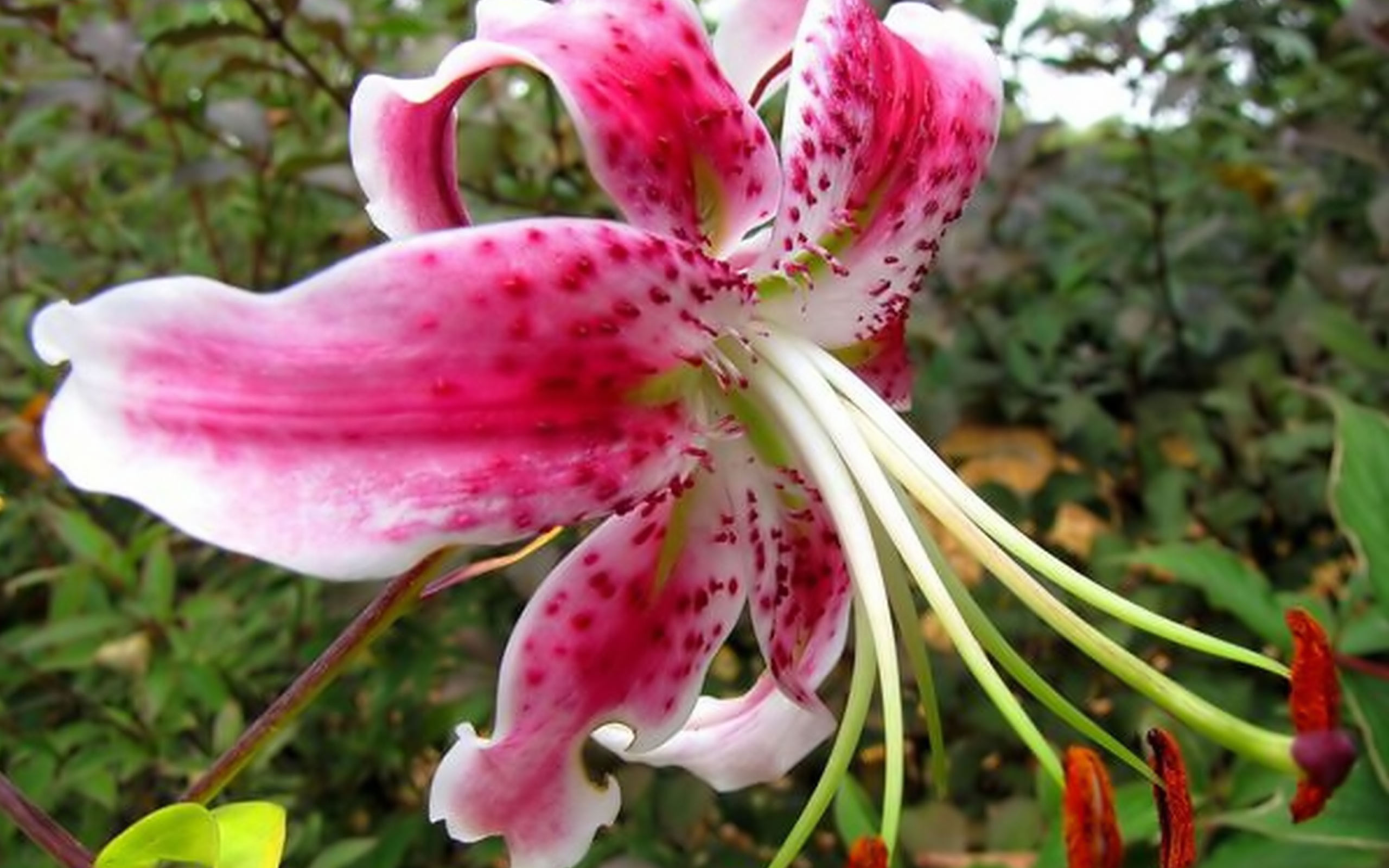 Animal Life Flowers Lily Flower Macro Photography 385050 Wallpaper wallpaper