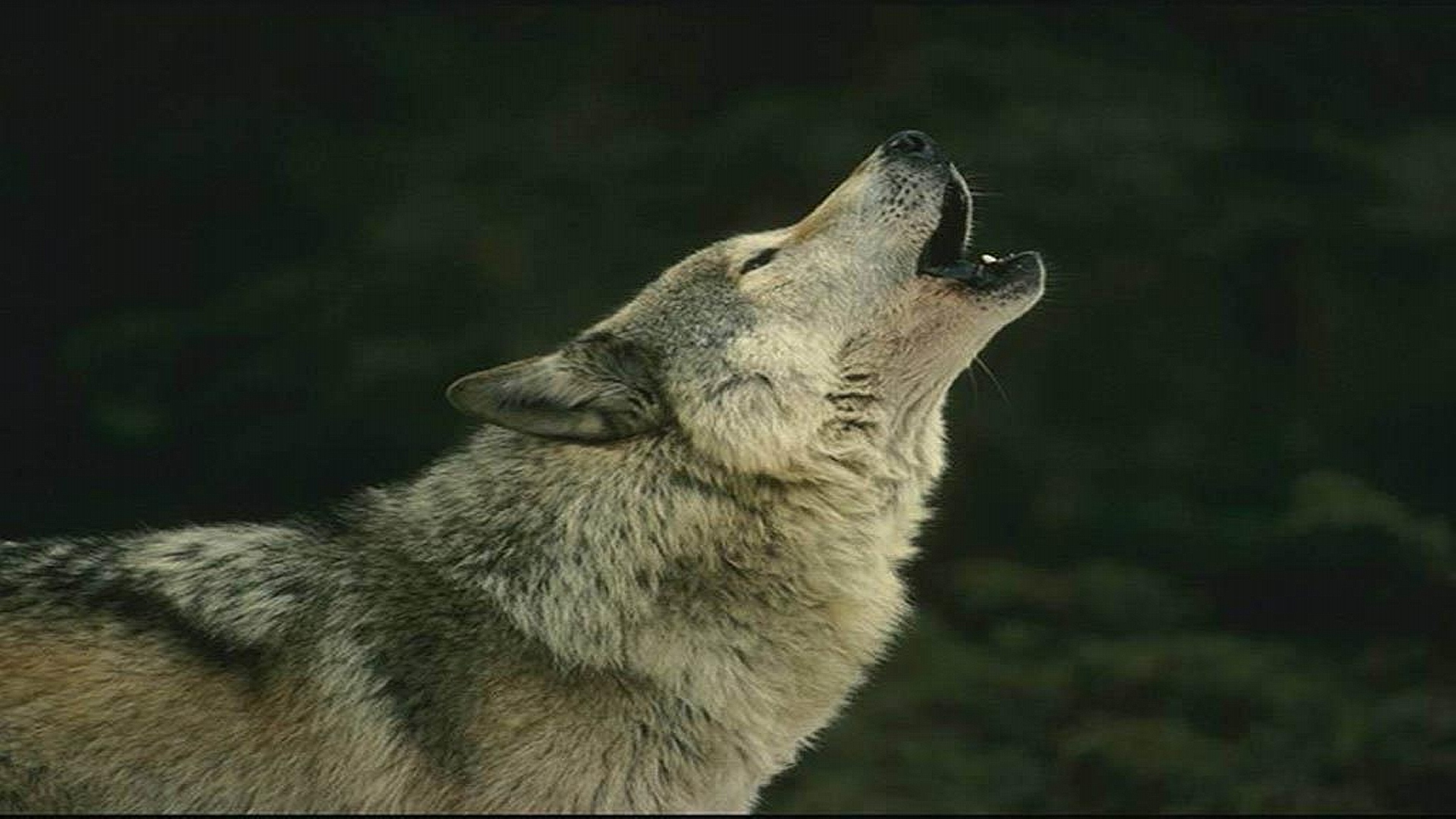 Animal Wolf Images Referers Top 603733 Wallpaper wallpaper