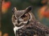 Animal Free Owl And Eagle 219204 Wallpaper wallpaper
