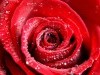 Abstract Water Drops Red Rose With Wallszone 887230 Wallpaper wallpaper