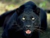 Animal Black Jaguar Imagesforfree Org 46133 Wallpaper wallpaper
