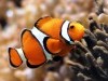 Animal Life Underwater False Percula Coral 365231 Wallpaper wallpaper