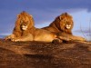 Wild Animals Http Thundafunda Images Cute African 343780 Wallpaper wallpaper
