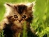 Animal Kitten 227266 Wallpaper wallpaper