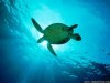 Animal Swimming Sea Turtle 148255 Wallpaper wallpaper
