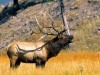 Wild Animals National Park Wyoming Free Image With Elk 401373 Wallpaper wallpaper