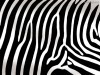 Animal Print Fondos De Pantalla Zebra Papeis Escritorio Texturas 71122 Wallpaper wallpaper