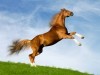 Boats Posted In Animals Tags Bavarian Chesnut Horse 131578 Wallpaper wallpaper