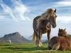 Wild Animals Hi Bebo Orkut Twitter Horses Stallions 283055 Wallpaper wallpaper