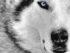 Animal The Best Ever White Wolf Hd 257523 Wallpaper wallpaper