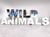 Wild Animals Desktop Free On Latoro 553361 Wallpaper wallpaper