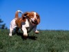 Animal Free Beagle Basset 410300 Wallpaper wallpaper