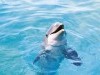Animals Celebrities Dolphin Images 288450 Wallpaper wallpaper