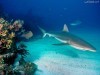Sharks Animal Gray Reef Papeis Image In The Water 91291 Wallpaper wallpaper