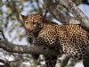 African Animals Life Hanging Out Leopard Tanzania Africa 232566 Wallpaper wallpaper