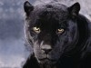 African Animals Jungle Life Black Panthers 174193 Wallpaper wallpaper