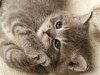 Animal Kitten 247929 Wallpaper wallpaper
