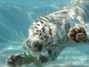 White tiger swimming wallpaper