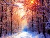 Wild Animals Snow Winter Nature Season Secenery Free 3112824 Wallpaper wallpaper