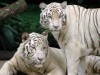 Animal Tiger Alive Ofts Buy Quality Cc 198083 Wallpaper wallpaper