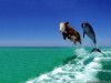 Animal Cow And Dolphin Fake Comedy Funny 105123 Wallpaper wallpaper