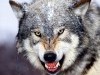 Wild Animals Free Desktop Gray Wolf High Definition 387030 Wallpaper wallpaper
