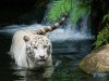 Animal Hd White Tiger Beautiful 797465 Wallpaper wallpaper