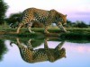 Wild Animals Hd Mac Apple Background Africa 297695 Wallpaper wallpaper