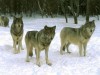 African Animals Wolfes More Than Free And Pictures Lobos En 95790 Wallpaper wallpaper