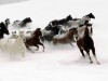 Animals Imgisland Free Horses 58800 Wallpaper wallpaper