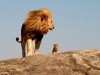 Baby Animals Father And Lion The Free Hd For 391800 Wallpaper wallpaper