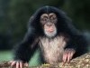 Animal Fresh Life All Animals Chimpanzee 175441 Wallpaper wallpaper