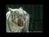 Wild Animals Tigers On Desktop White Bengal Tiger 266949 Wallpaper wallpaper