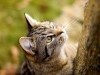 Wild Animals You Are Viewing Cats Curious Cat Animal Kitty Kitten 962646 Wallpaper wallpaper