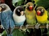 Animals Birds Parrots On A Branch Jpg X 910432 Wallpaper wallpaper