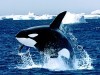 Animals Killer Whale 548351 Wallpaper wallpaper