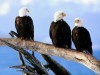 Wild Animals And Free Bald Eagles You Are Viewing The 368351 Wallpaper wallpaper