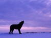 Wild Animals Wolf Howling Desktop X 166283 Wallpaper wallpaper
