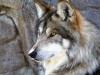 Animal Wolf Album V Site 291002 Wallpaper wallpaper