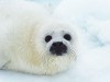 Animal Seals Seal Hd Picture Photos 85994 Wallpaper wallpaper