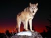 Wild Animals Hd Wolf 424149 Wallpaper wallpaper