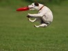 Animal Funny Doggy Catching X Hd 528726 Wallpaper wallpaper