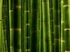 Anime Fantasy Hd Trunk Bamboo Trees On The Pictures D 346527 Wallpaper wallpaper