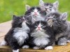 Animal Funny Kitty Norwegian Forest Cats Resolution 154230 Wallpaper wallpaper