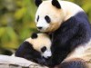 Animal Mother And Baby Panda Bear Nature Cute Forest 375233 Wallpaper wallpaper