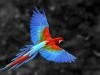 Wild Animals Parrot Scarlet Macaw Amazonia Free Funny P Os 752728 Wallpaper wallpaper