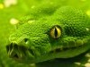 Animal Hd Green Anaconda 1589307 Wallpaper wallpaper